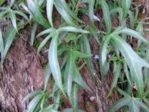 <em>Hedera helix</em> ‘Irish Lace’ – Ornamental Ivy