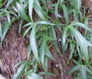 Hedera helix 'Irish Lace'