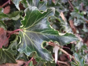 Hedera helix 'Ivalace'
