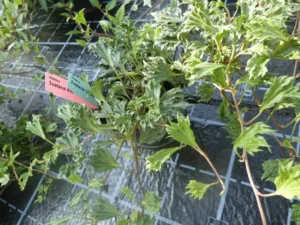 Hedera helix 'New Look' mutation