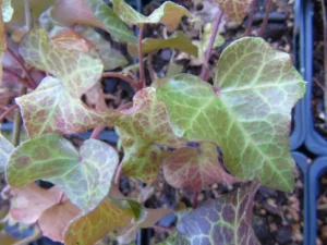 Hedera helix 'Jack Frost'
