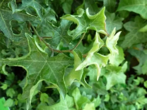 Hedera helix 'Jasper'
