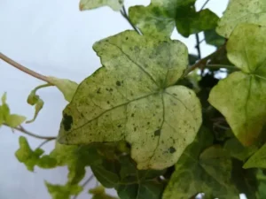 Hedera helix 'Jersey Doris' 'Jersey Doris' 'Jersey Doris' 'Jersey Doris'