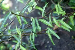 Hedera helix 'Kappeln'