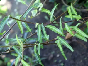 <em>Hedera helix</em> &lsquo;Kappeln&rsquo; – Lierre d&rsquo;ornement