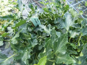 Hedera helix 'Kirsten'