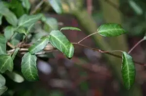 Hedera helix 'Klaus Friedrich'