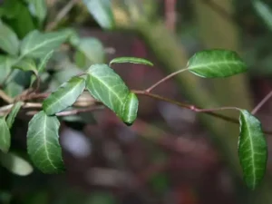 <em>Hedera helix</em> &lsquo;Klaus Friedrich&rsquo; – Lierre d&rsquo;ornement