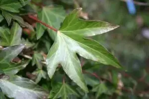 HEDERA helix 'Kobby'