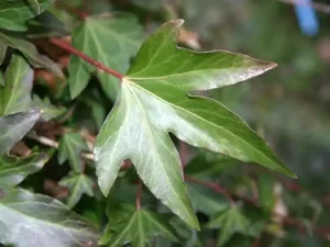 <em>Hedera helix</em> &lsquo;Kobby&rsquo; – Lierre d&rsquo;ornement