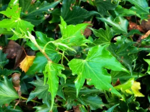 Hedera helix 'Lalla Rokh'