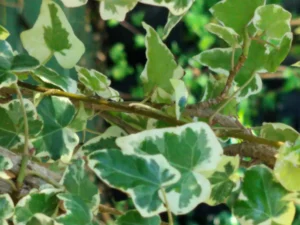 Hedera helix 'Latina'