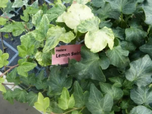 Hedera helix 'Lemon Swirl'