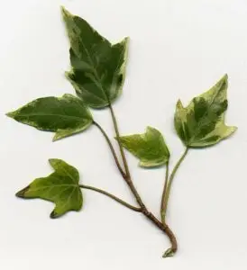 Hedera helix 'Liz'