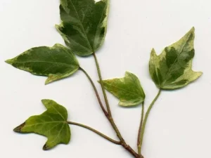 <em>Hedera helix</em> &lsquo;Liz&rsquo; – Lierre d&rsquo;ornement