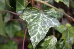 Hedera helix 'Luminor'