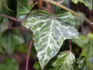 <em>Hedera helix</em> &lsquo;Luminor&rsquo; – Lierre d&rsquo;ornement