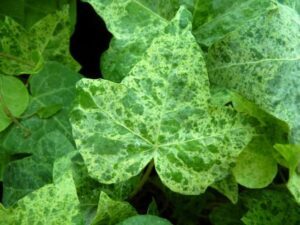 Hedera helix 'Luzii'