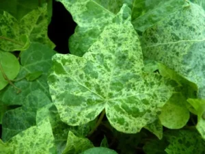 Hedera helix 'Luzii'