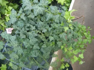 Hedera helix 'Magic'