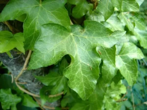 Hedera helix 'Manda's Crested'