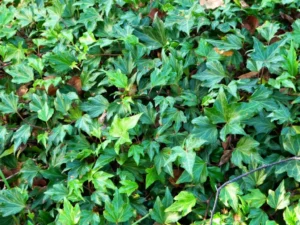 Hedera helix 'Manda's Fringette' (Manda's Fringette)'