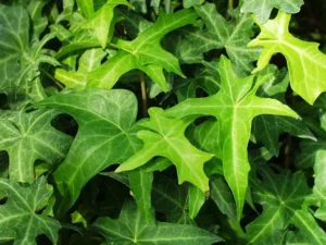 <em>Hedera helix</em> &lsquo;Maple Leaf&rsquo; – Lierre d&rsquo;ornement