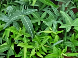 Hedera helix 'Marie Luise' (Marie Luise)'