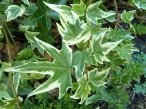 Hedera helix 'Mathilde'