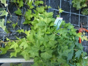 Hedera helix 'Maygold'