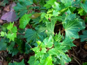 Hedera helix 'Medusa'