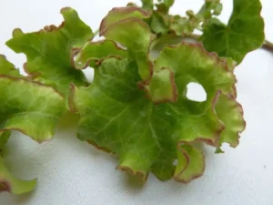 Hedera helix 'Melanie'