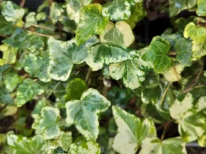 <em>Hedera helix</em> ‘Micro Kolibri’ - Ornamental ivy