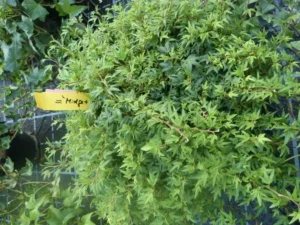 Hedera helix 'Midget'