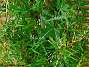 Hedera helix 'Mini Heron'