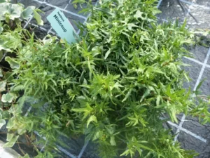 Hedera helix 'Minicoup'