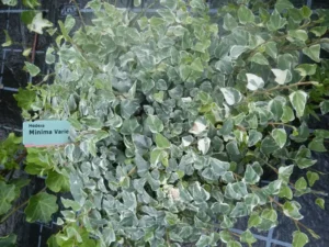 Hedera helix 'Minima Variegata' (Variegated Minima)'