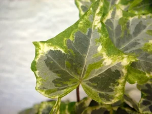 Hedera helix 'Minty'