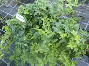 Hedera helix 'Miss Mirror'