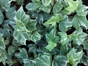 Hedera helix 'Misty'