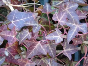 Hedera helix 'Mount Vernon'