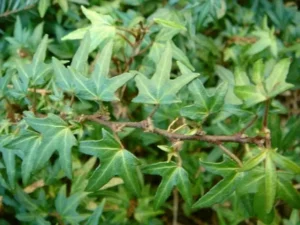 Hedera helix 'Needlepoint'