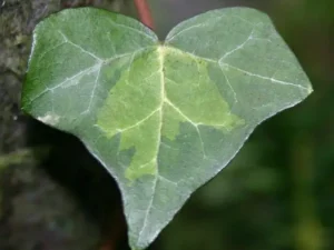 <em>Hedera helix</em> &lsquo;Nugget&rsquo; – Lierre d&rsquo;ornement