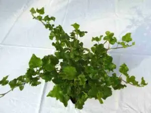 Hedera helix 'Obelix'