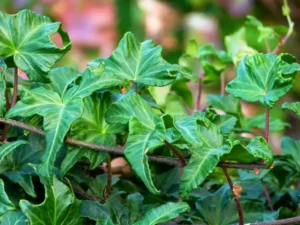 Hedera helix 'Olive rose'