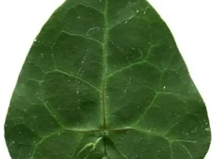<em>Hedera helix</em> &lsquo;Ovata&rsquo; – Lierre d&rsquo;ornement