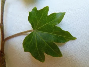 Hedera helix 'Palmata'