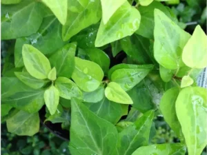 <em>Hedera helix</em> ‘Pamela’ - Ornamental ivy