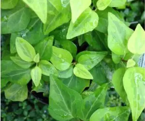 Hedera helix 'Pamela'