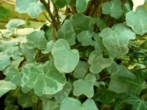Hedera helix 'Paper Doll'